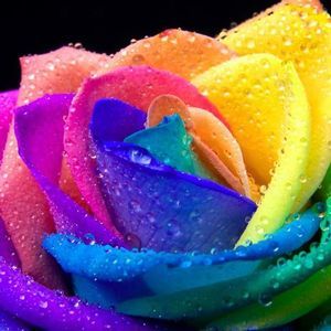 Meet your Posher, Rosie